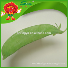 Organic type fresh green peas for sale
